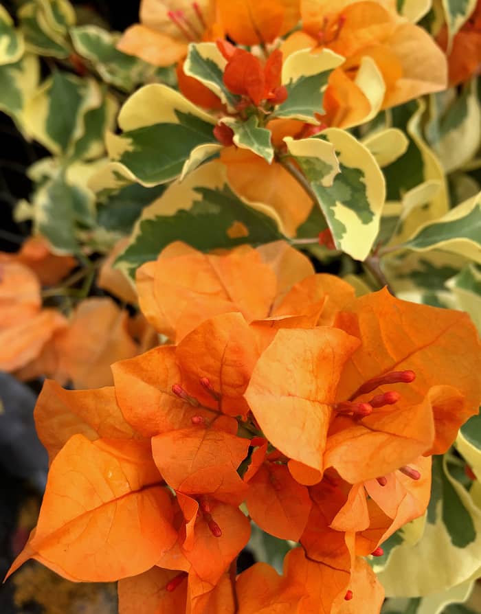 Bougainvillea 'Delta Dawn' with dainty, delicate orange bracts and variegated foliage.