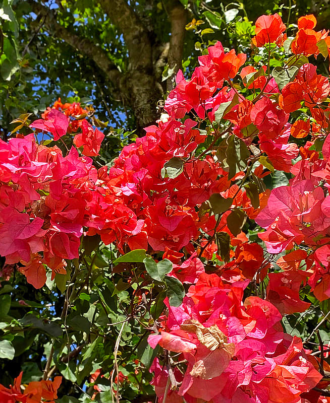 Bougainvillea 'Sundown Orange' features 3 stages of color - begins with fiery orange, turns to bright coral, then fades to salmon pink.