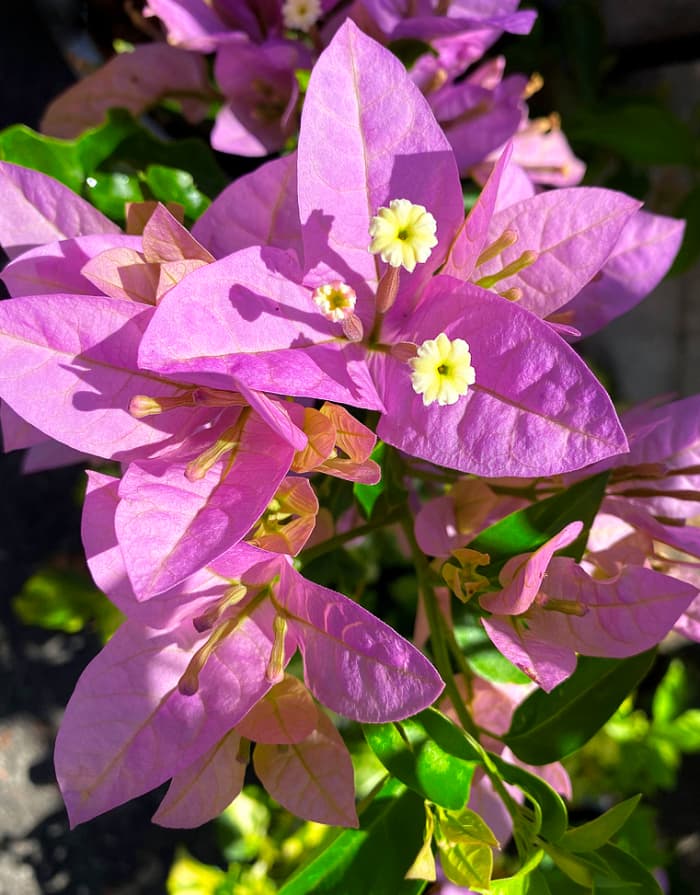 Bougainvillea 'Silhouette' with lilac pink bracts is a compact, bushy variety ideal for containers.