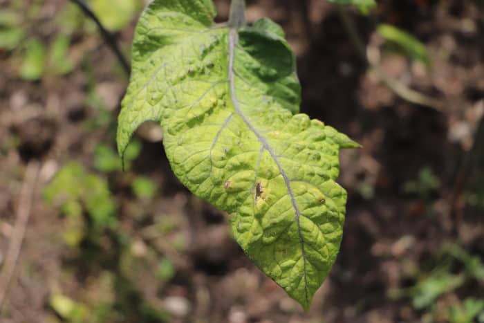 This tomato leaf demonstrates yellowing around the veins and is likely deficient in magnesium.