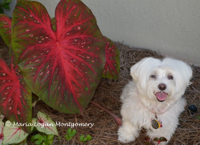 Red Flash and our little dog, C.C. She weighed about 10 pounds -- that should tell you how large Red Flash grows. Peeping out from under Red Flash is Florida Sunrise.