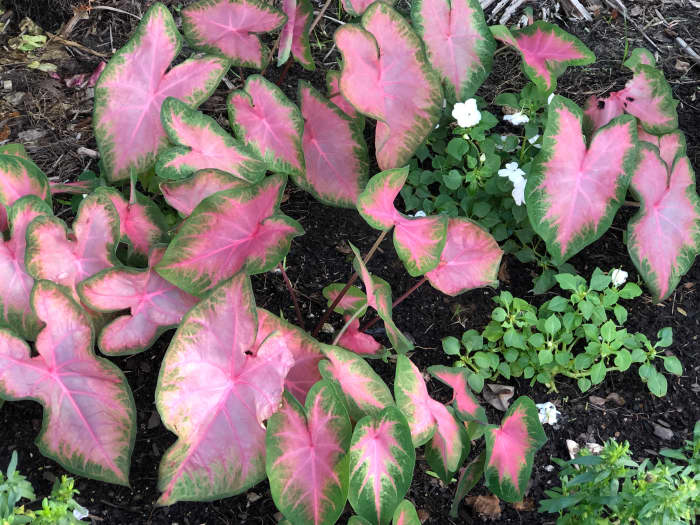 Kathleen is a pretty pink with smaller, more delicate-looking leaves. She requires full shade from the afternoon sun, but can take a bit of morning sun.