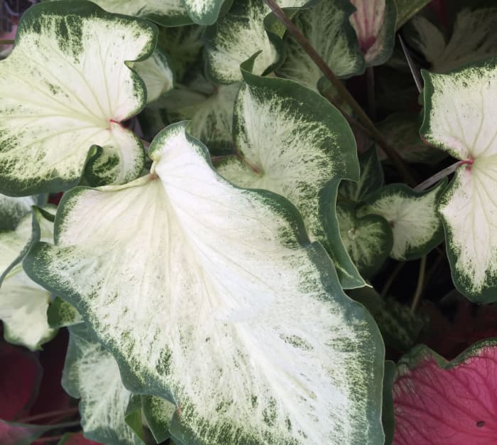 White Dynasty -- this one shows up really well at night, so it would be a good choice for a night garden. What's a night garden? Watch for my article on creating a night garden.
