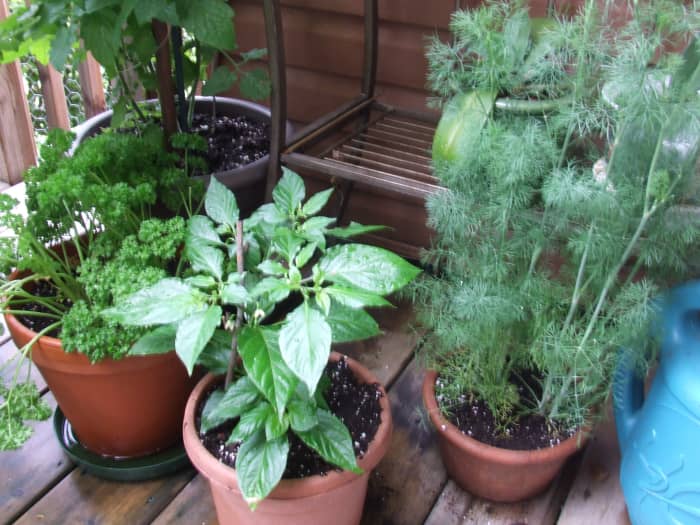 From left to right: cherry tomato (can only see the bottom of), curly Italian parsley, ghost pepper and dill.