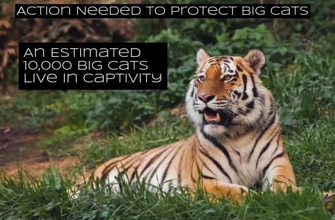The Big Cat Public Safety Act would add protections for animals and prevent trading, it would end private ownership of big cats, and it would end cub petting.