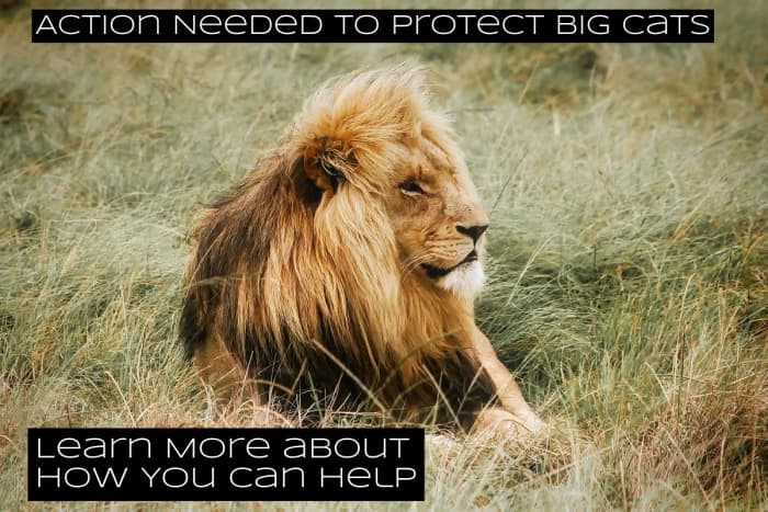 Billions of dollars are spent annually on trading illegal animals. Something that should be stopped.