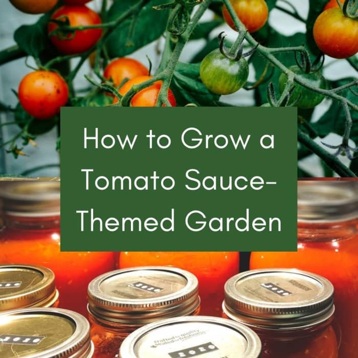 Grow a spaghetti-sauce garden, planting and growing all the necessary ingredients for a delicious, homemade tomato sauce.