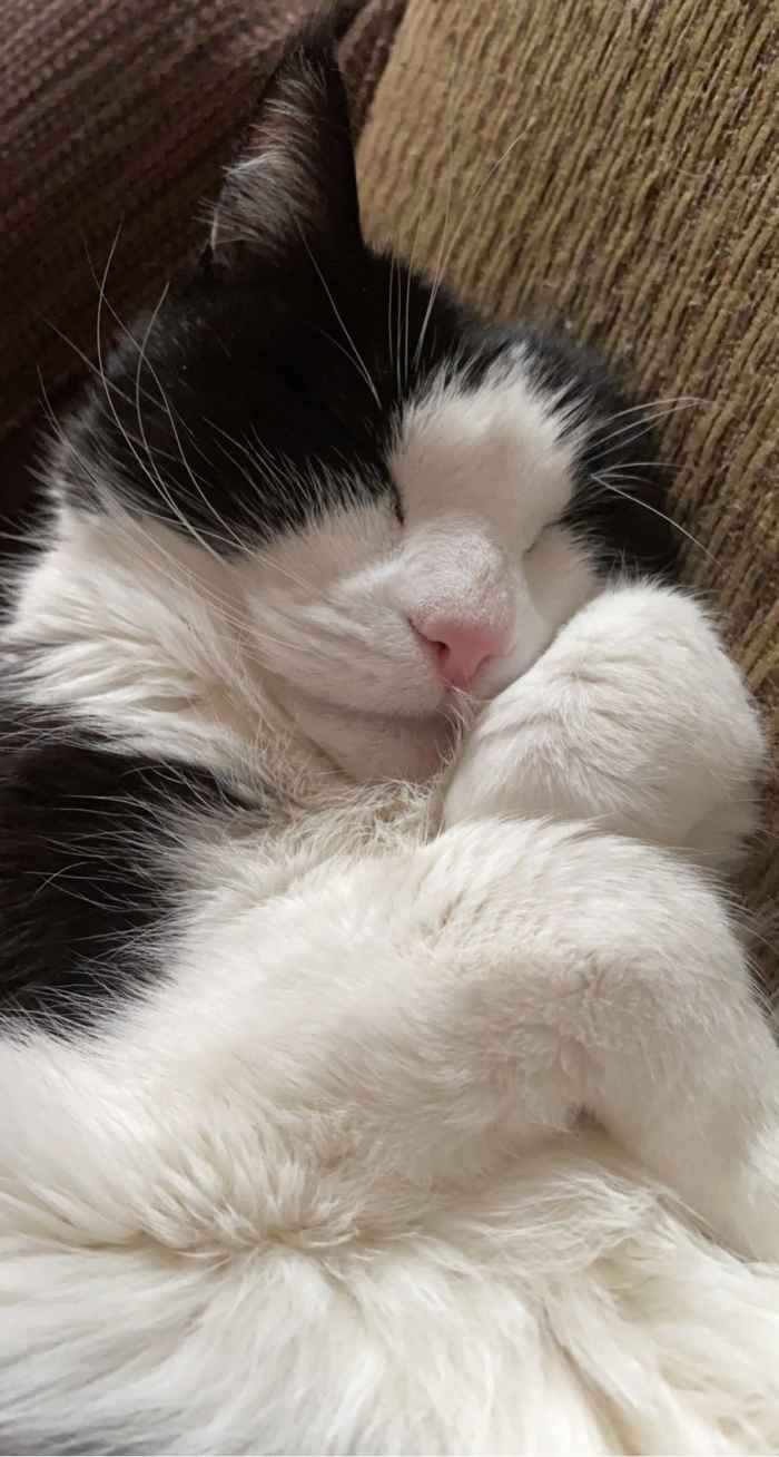 10 Signs Your Cat Is Your Best Friend PetHelpful