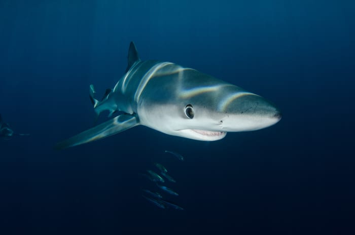 Species of Sharks - HubPages