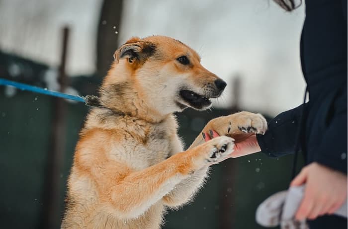 how-do-you-stop-a-dog-from-biting-when-excited