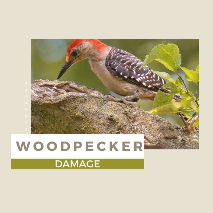 Woodpeckers can cause quite the damage.