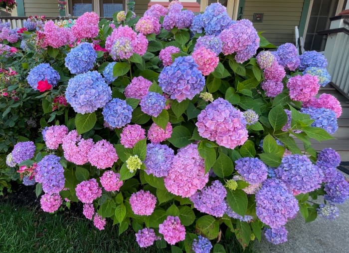 Why Hydrangeas Droop and What You Can Do About It - Dengarden