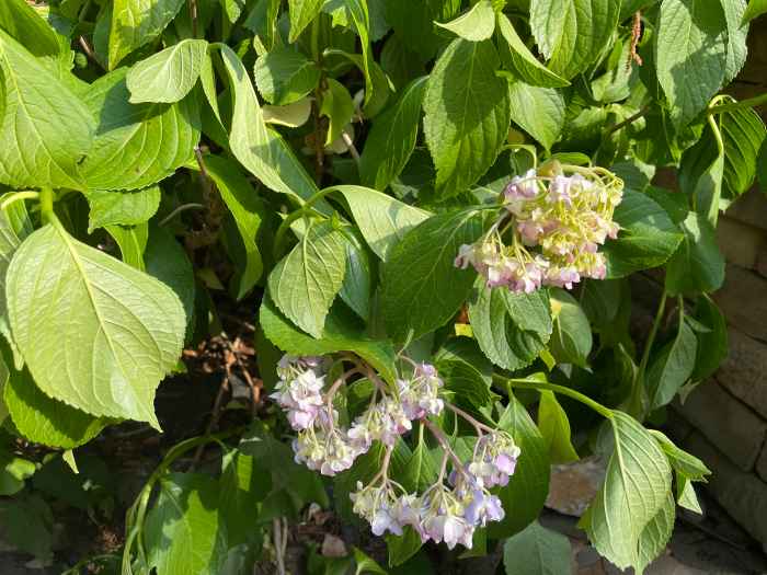Why Hydrangeas Droop and What You Can Do About It Dengarden