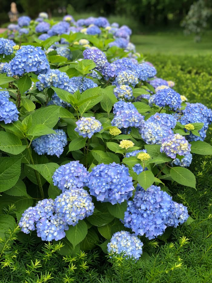 Why Hydrangeas Droop and What You Can Do About It - Dengarden