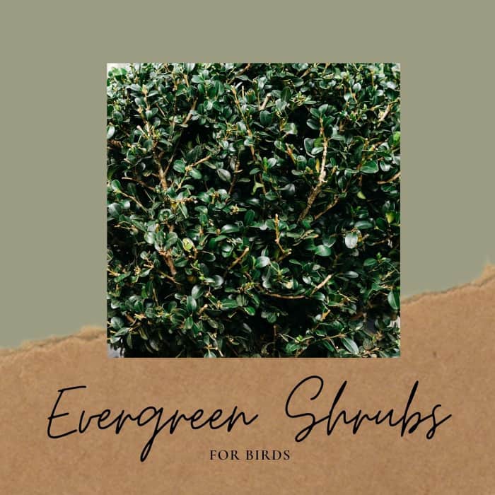 8 Evergreen Shrubs for Birds Dengarden