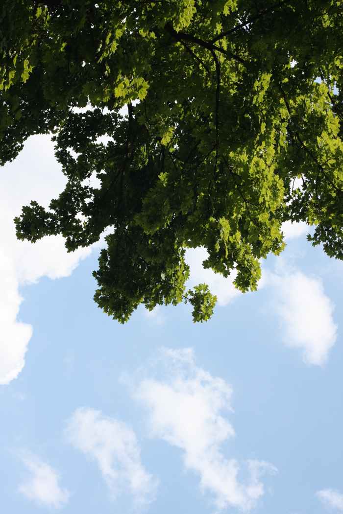 The 5 FastestGrowing Oak Trees Dengarden