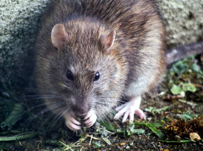 Droppings and urine trails are how rats and mice communicate with each other. What signs of their presence have you seen?