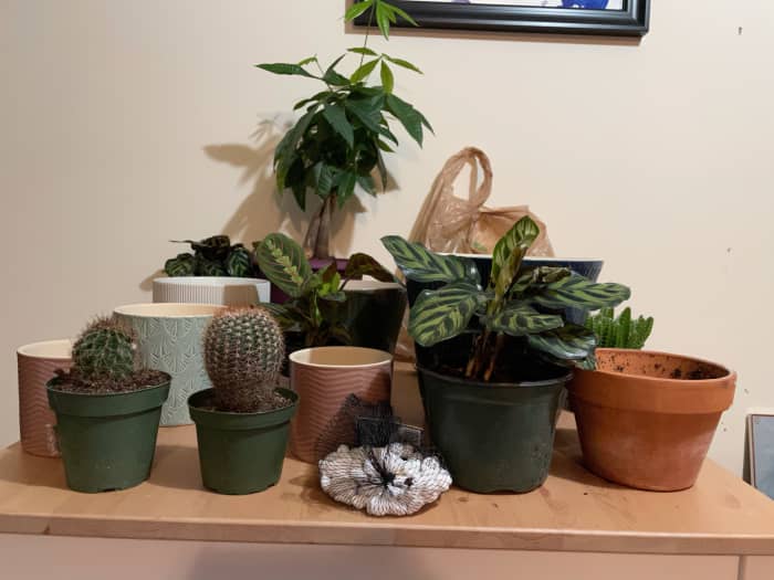 Repotting day is always fun. All the plants on the table are pet safe, which is a good thing since my kitty did indeed get on the table to check things out.
