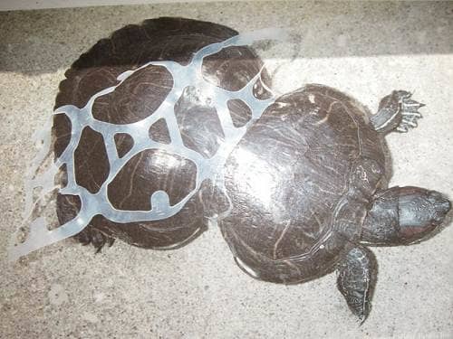 What has happened to this red ear slider could more probably happen to wood turtles since they are semi-terrestrial