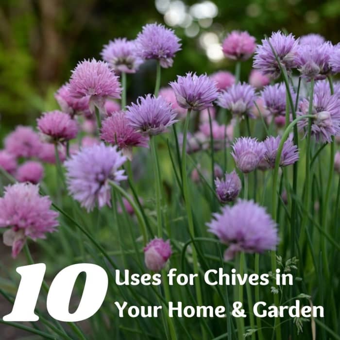 Chives are so versatile that they inspire countless projects and money-making, money-saving adventures.