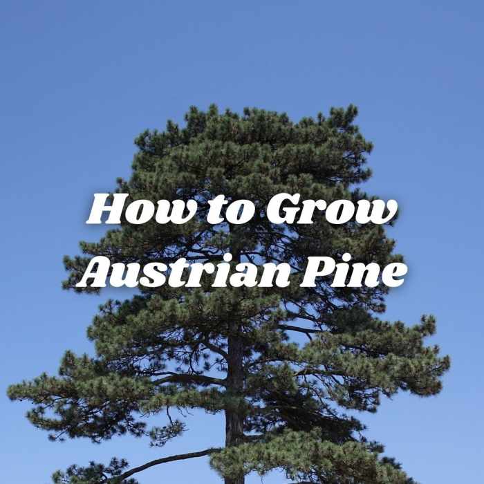 How to Grow Austrian Pine ("Pinus nigra") Dengarden