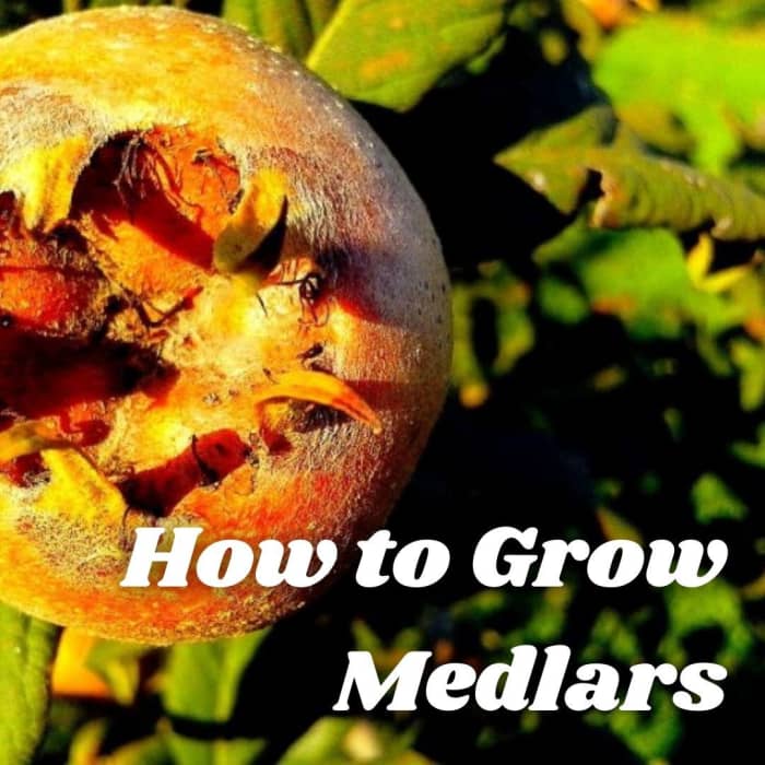 Medlars are small trees with attractive flowers and decorative edible fruits which, in taste and texture, resemble apple puree.