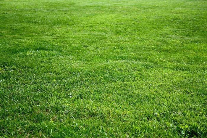 Kentucky bluegrass is a perfect choice for the state of Ohio. Planting cool-season grass seed in early fall or spring helps to ensure a lush, green carpet of sod.