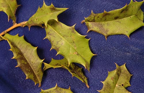Chemical imbalance, root rot, fungal pathogens and insects may lead to yellowing foliage and leaf drop.