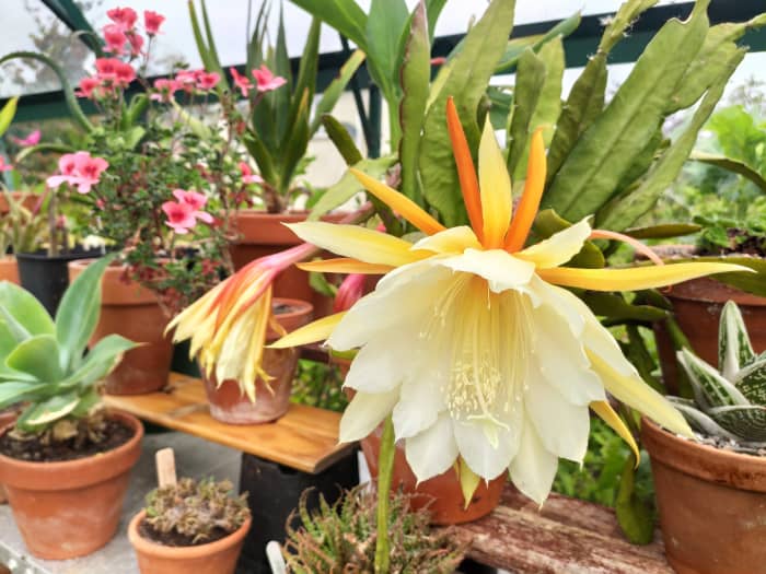 Terracotta pots are a good option for epiphyllums, as they help weight down the top-heavy plants.