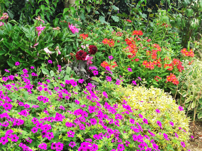 Geraniums, like the 'Anne Thomson' cultivar shown here, fill in garden gaps without overwhelming other plants.