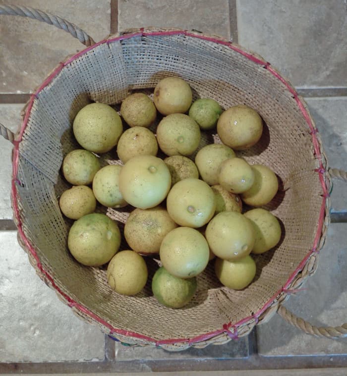 Fresh, ripe Key limes. They make a delicious pie, but squeezing all those tiny limes is very labor intensive.