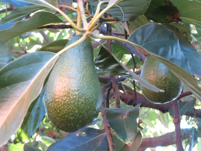 Avocado leads to better digestion.
