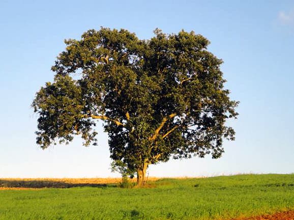 Avocado Tree