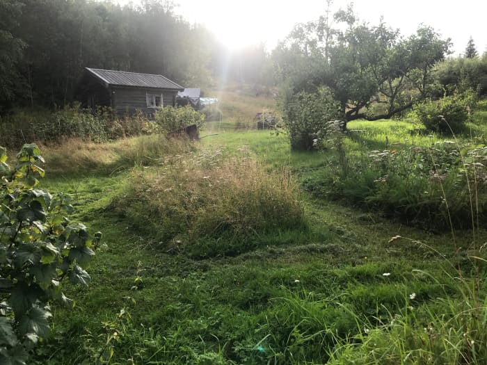 Instead of keeping bees, we now keep a beautifully messy garden with several unmanaged spaces taken over by wild plants. I call these "biodiversity banks", because they support an amazingly diverse community of insects and other wildlife.