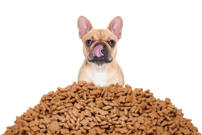 choose-the-right-dog-food