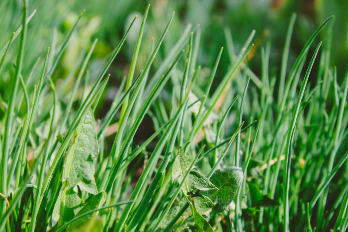 Keeping weeds and grasses trimmed or removed in the aisles between beds will prevent them from spreading into your garden.