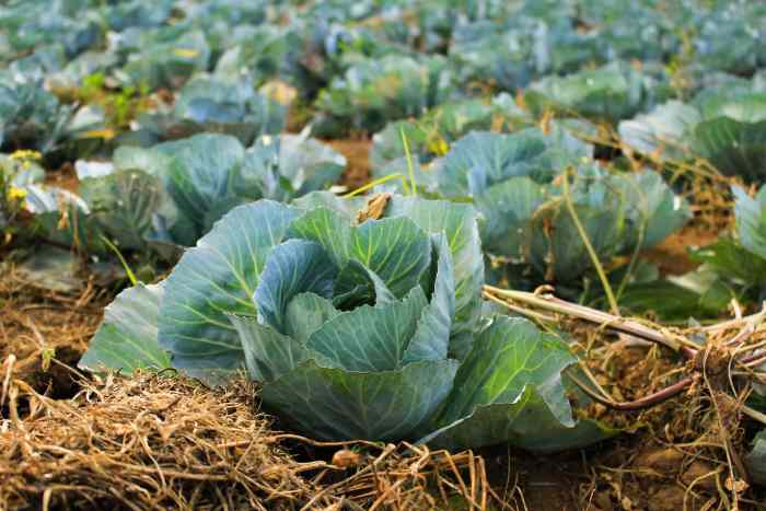 Mulching your garden will prevent weeds from growing (and help you save water!).