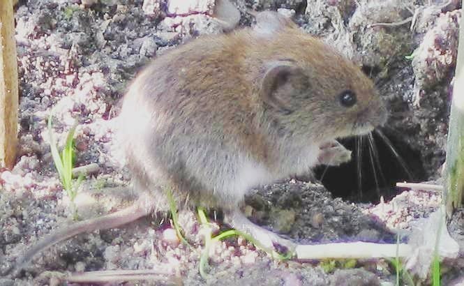 A vole is a type of field mouse although some are found closer to water than field mice would be.