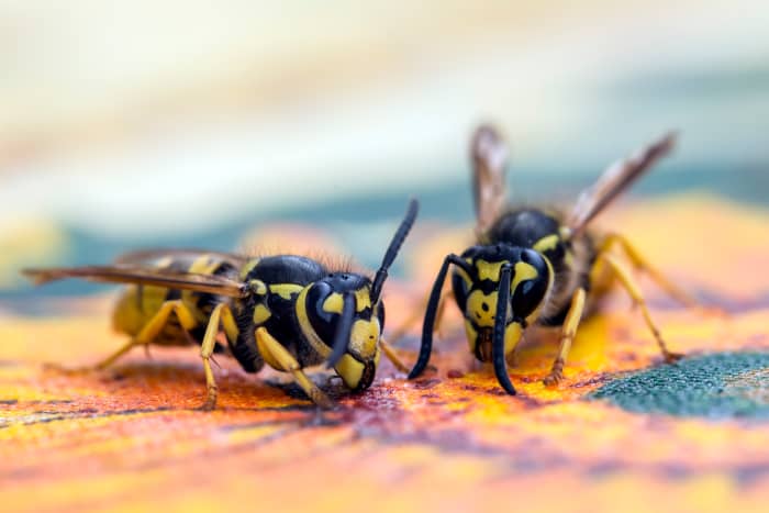 How to Turn a Two-Liter Pop Bottle Into Your Own Killer Wasp and Hornet ...