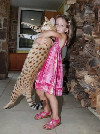 Savannah- A New Crossbred CatSavannahs, A new Crossbreed Cat from an African Serval and a domesticated cat.