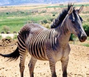 Zebroid A zorse is the result of crossbreeding a horse and a zebra. A zonkey is the result of crossbreeding a donkey with a zebThe Zony is the result of crossbreeding a pony to a zebra. All these three are called zebroids - defined as a cross between