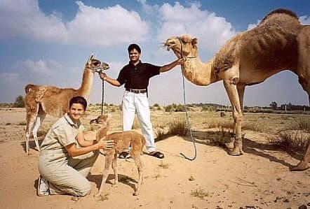 A Cama is a hybrid between a camel and a llama. They are born via artificial insemination due to the huge difference in sizes of the animals which disallow natural breeding. A Cama usually has the short ears and long tails of a camel.