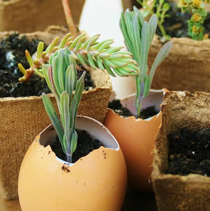 Last spring, we started lavender, rosemary & various succulents from cuttings in peat pots and eggshells.