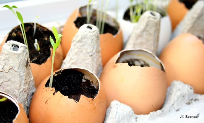 Eggshell pots and other pots that rot make start seeds and transplanting seedlings easy.
