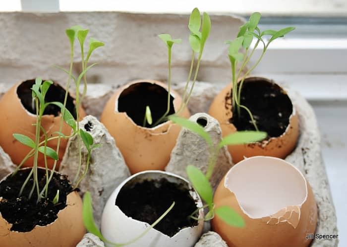I like to leave one eggshell empty so that I can use it as a makeshift watering can.