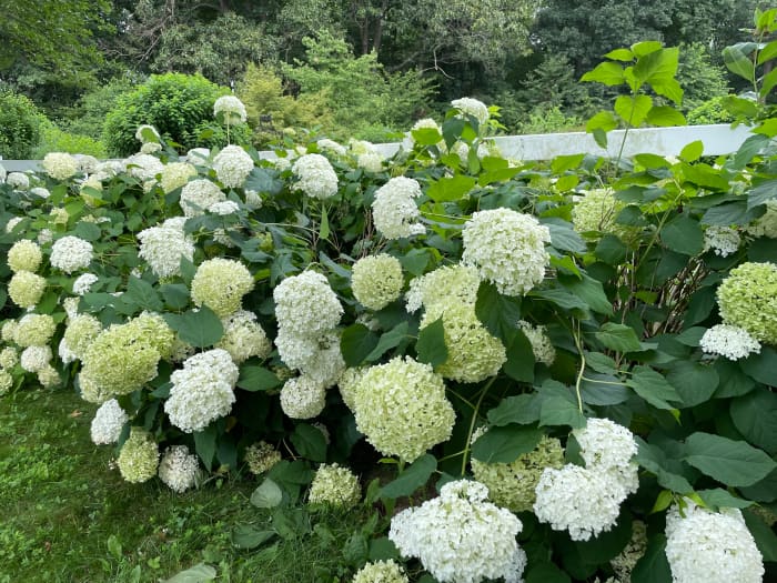 Don't flip if your hydrangeas have flopped. There are a few super easy ways to fix this problem (and prevent it in the first place).