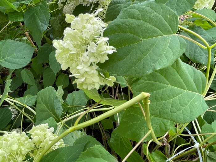 Cracked, broken, or mushy hydrangeas are past the point of rescuing, but cutting them off may help get the rest of the plant upright again.