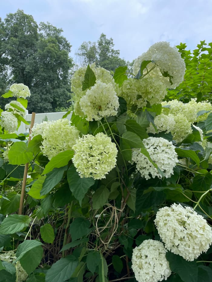 How To Keep Your Hydrangeas Upright And Fix The Ones That Flop