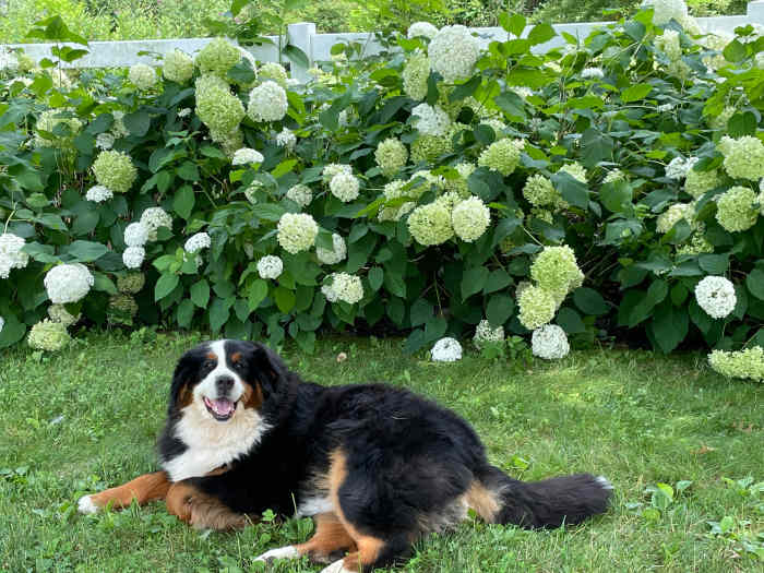 How to Keep Your Hydrangeas Upright (and Fix the Ones That Flop