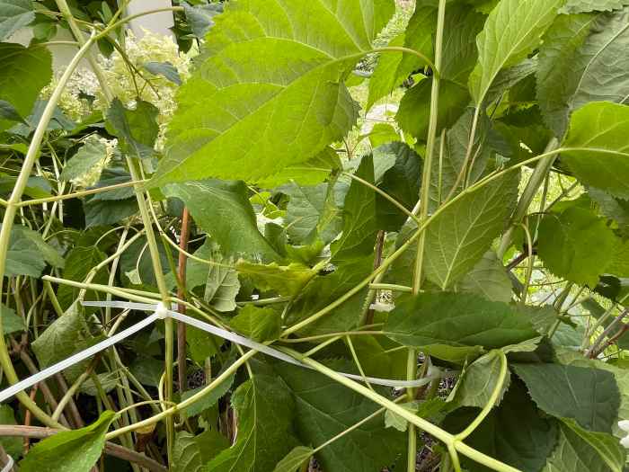 How to Keep Your Hydrangeas Upright (and Fix the Ones That Flop